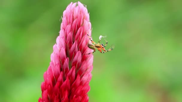 深紅色クローバーの花に小さなクモ — ストック動画