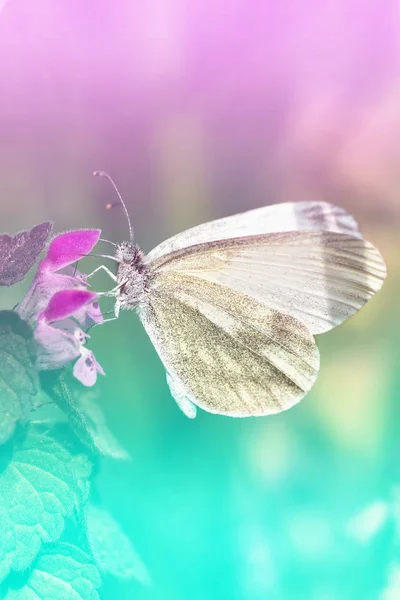 Farfalla bianca - Pieris brassicae — Foto Stock