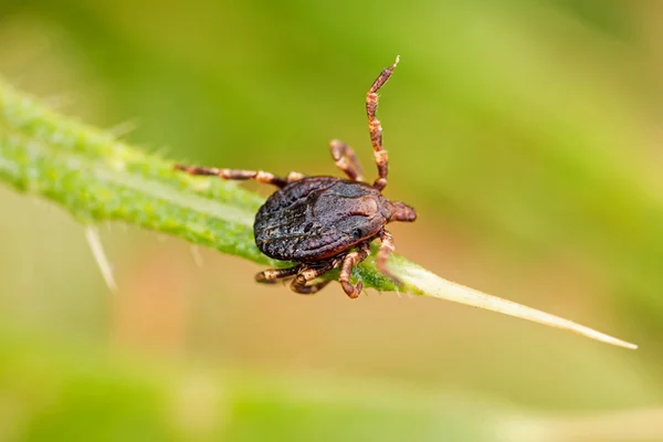 Tick — Stock Photo, Image