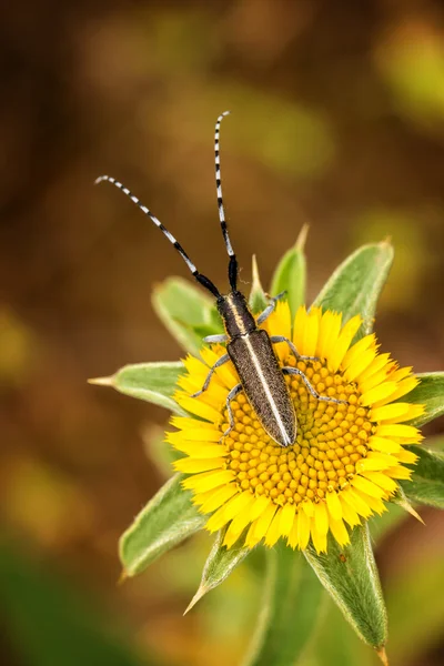 Flat-faced longhorn beetle — Stock Photo, Image