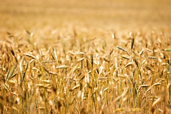 Campo de cereais — Fotografia de Stock