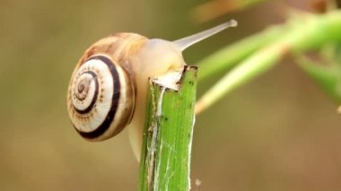 küçük salyangoz bitki kök üzerinde