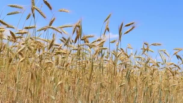 Campo de cereales maduro — Vídeos de Stock