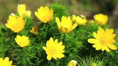 Adonis (Adonis vernalis güzel sarı çiçekler)