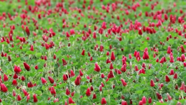 Beautiful Crimson clover flower field — Stock Video