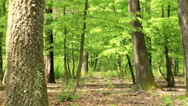 Grön skog med ekar — Stockvideo