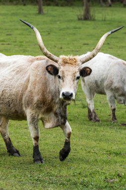 güzel Macar gri boğa