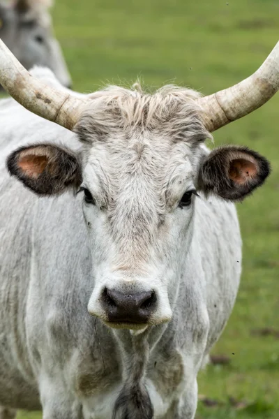 Hermoso toro gris húngaro — Foto de Stock