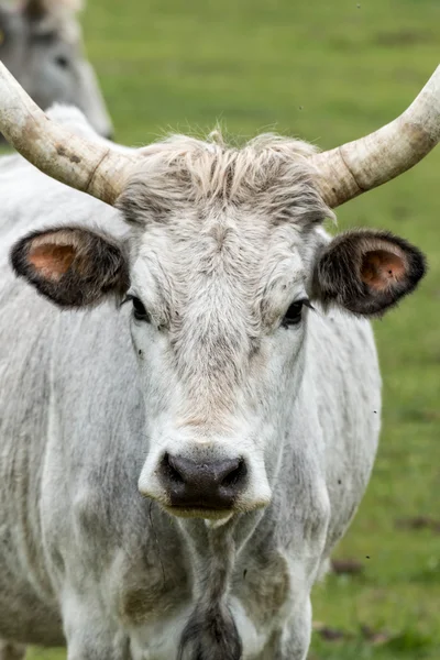 Schöner ungarischer grauer Bulle — Stockfoto