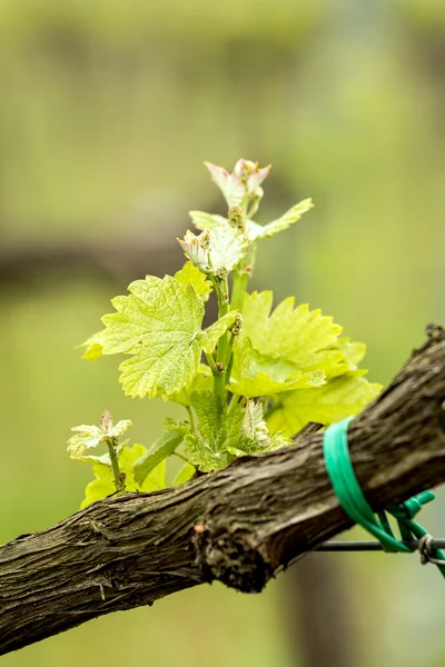 Belo detalhe de uvas — Fotografia de Stock