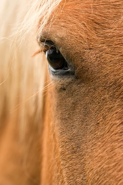 Portrét koně — Stock fotografie