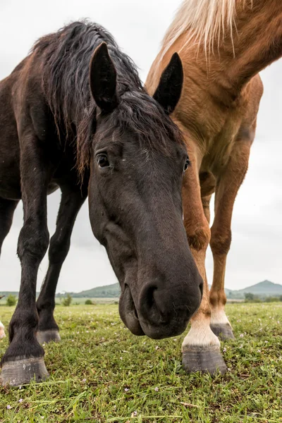 牧草地にいる馬は — ストック写真