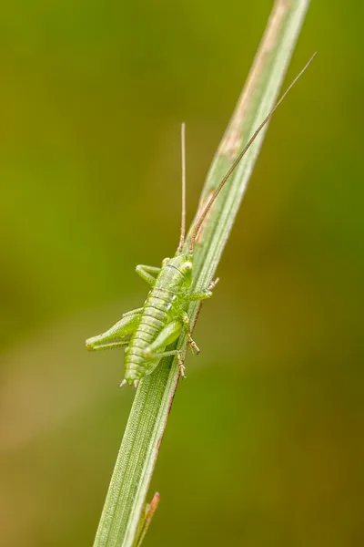 Grasshopper — Stock Photo, Image