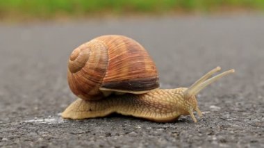 yolda bordo salyangoz (helix pomatia)