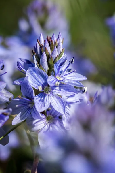 Vackra vilda blommor — Stockfoto