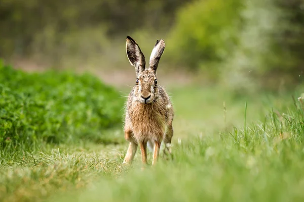 Europäischer Hase (Lepus europaeus)) — Stockfoto