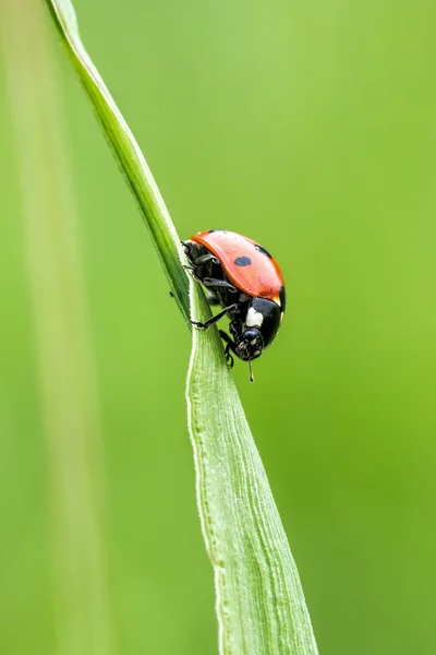 Rode lieveheersbeestje — Stockfoto