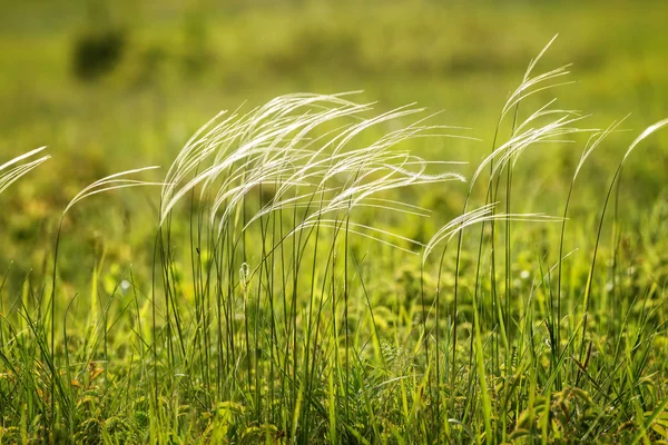 Stipa — Stockfoto