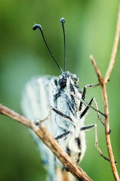 白い蝶 (オオモンシロチョウ) — ストック写真