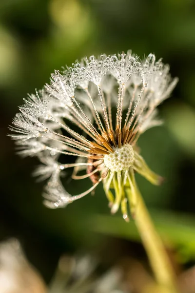 Löwenzahn — Stockfoto