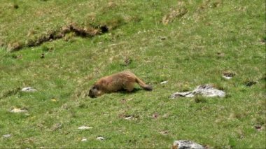 (İspanya pirineus güzel nehir detay)