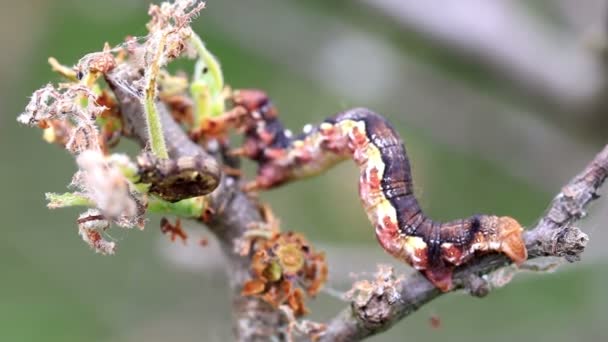 Small caterpillars — Stock Video