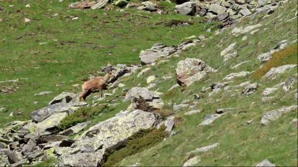 Chamois — стокове відео