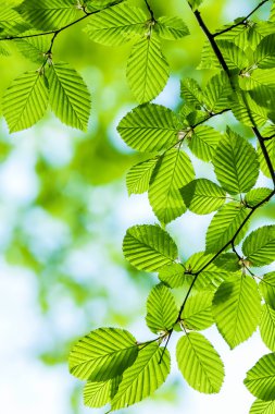 Hornbeam leaves 
