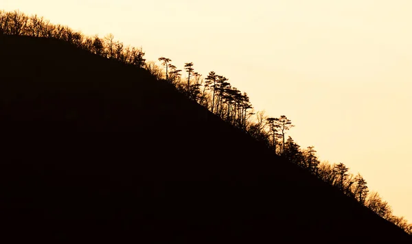 Silueta forestal — Foto de Stock