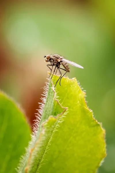 Common Housefly (Fly) — Stock Photo, Image