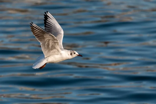 Gaivota jovem — Fotografia de Stock