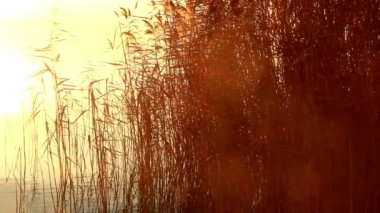 Göl (Macaristan üzerine güzel gündoğumu)