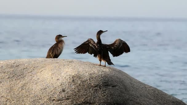 Costa con cormoranes (España, Costa Brava ) — Vídeo de stock