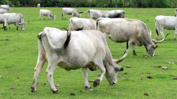 Hermosas vacas grises húngaras en el campo — Vídeo de stock