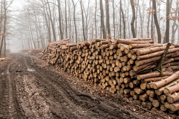 Gran pila de madera — Foto de Stock