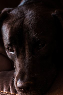 Kara Labrador Köpeği