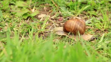Bordo salyangoz (Helix pomatia) yeşil çimen