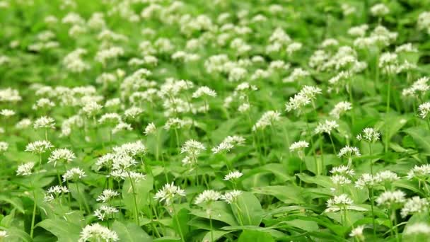 White flowers of Allium ursinum or wild garlic or Ramson — Stock Video