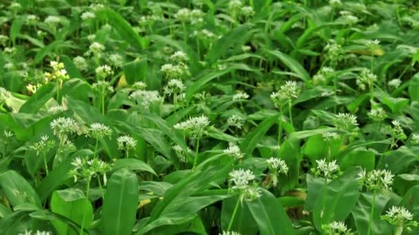 Fleurs blanches d'Allium ursinum ou d'ail sauvage ou de Ramson — Video