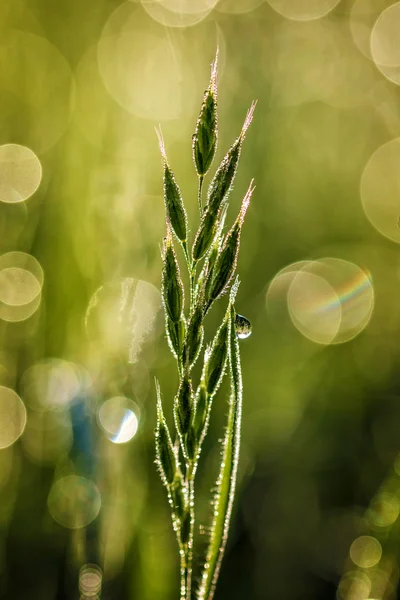 Grünes Gras am Morgen — Stockfoto