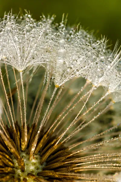 Paardebloem — Stockfoto