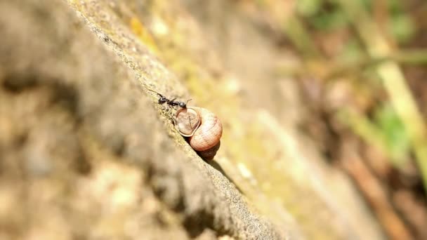Little ant carrying a large snail — Stock Video