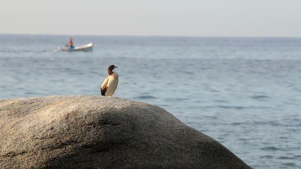 Litoral com corvo-marinho (Espanha, Costa Brava ) — Vídeo de Stock