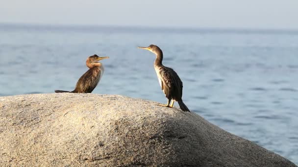 Litoral com corvos-marinhos (Espanha, Costa Brava ) — Vídeo de Stock