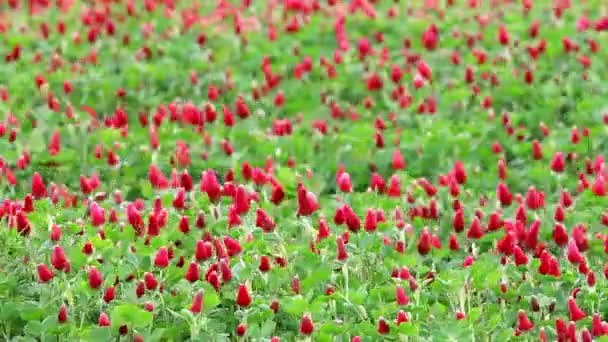 Hermoso campo de flores de trébol carmesí — Vídeo de stock