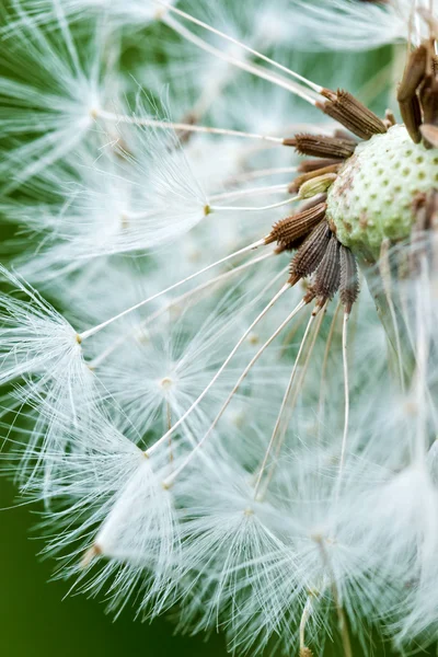 Paardebloem — Stockfoto