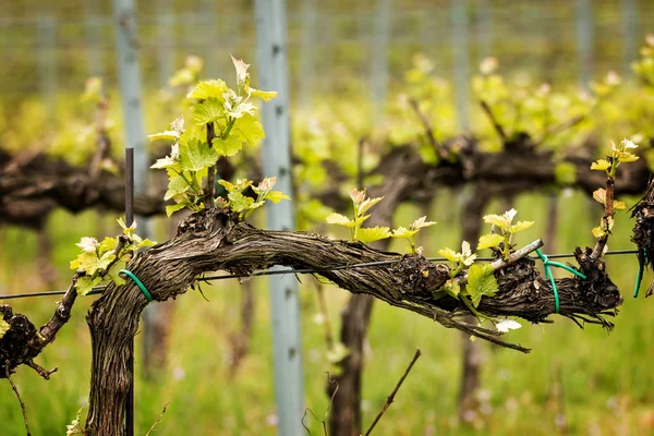 Grapes — Stock Photo, Image