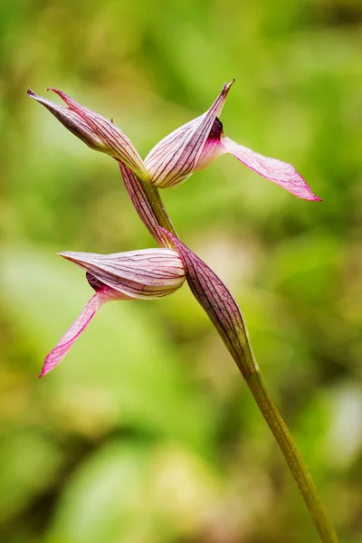 Orquídea — Fotografia de Stock