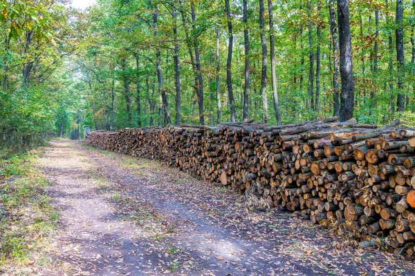 Una Gran Pila Madera Camino Forestal — Foto de Stock