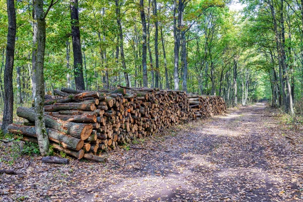 Una Gran Pila Madera Camino Forestal — Foto de Stock